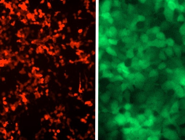 lentiviral control particles
