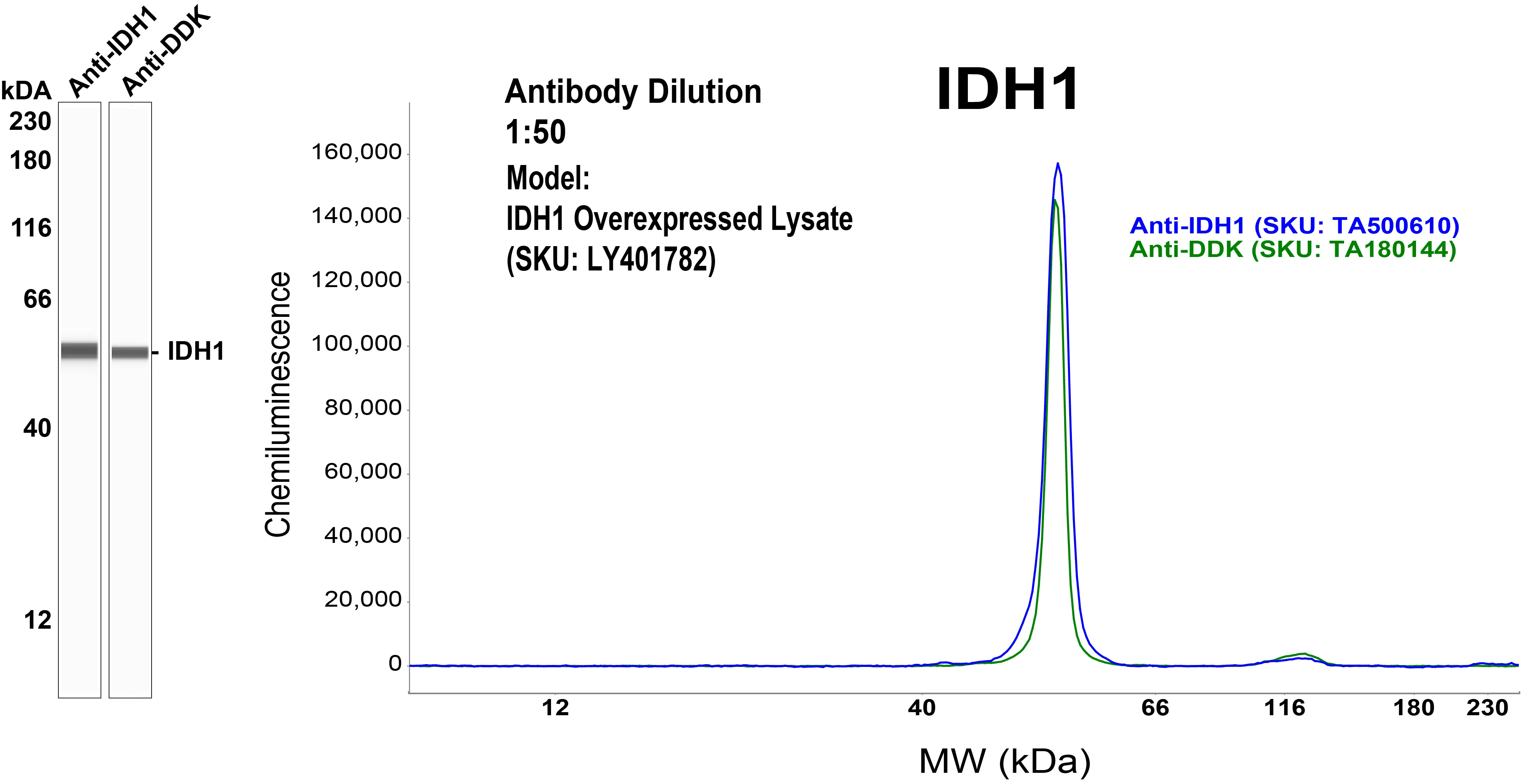 CD147 Header