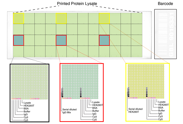 Printed Protein Lyates