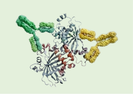 ELISA-Validated Antibody Pairs