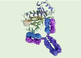 ELISA-Screened Antibodies