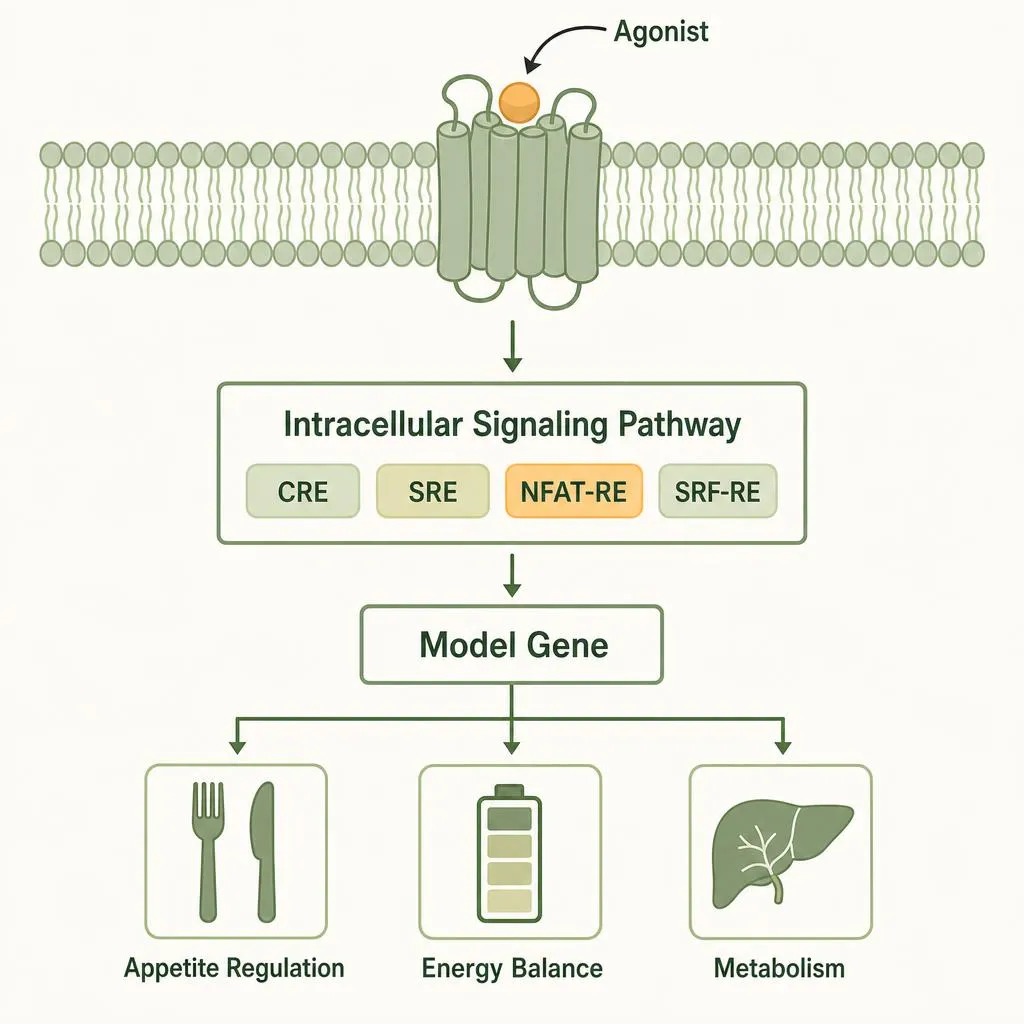 Solutions for Diabetes and Obesity Research