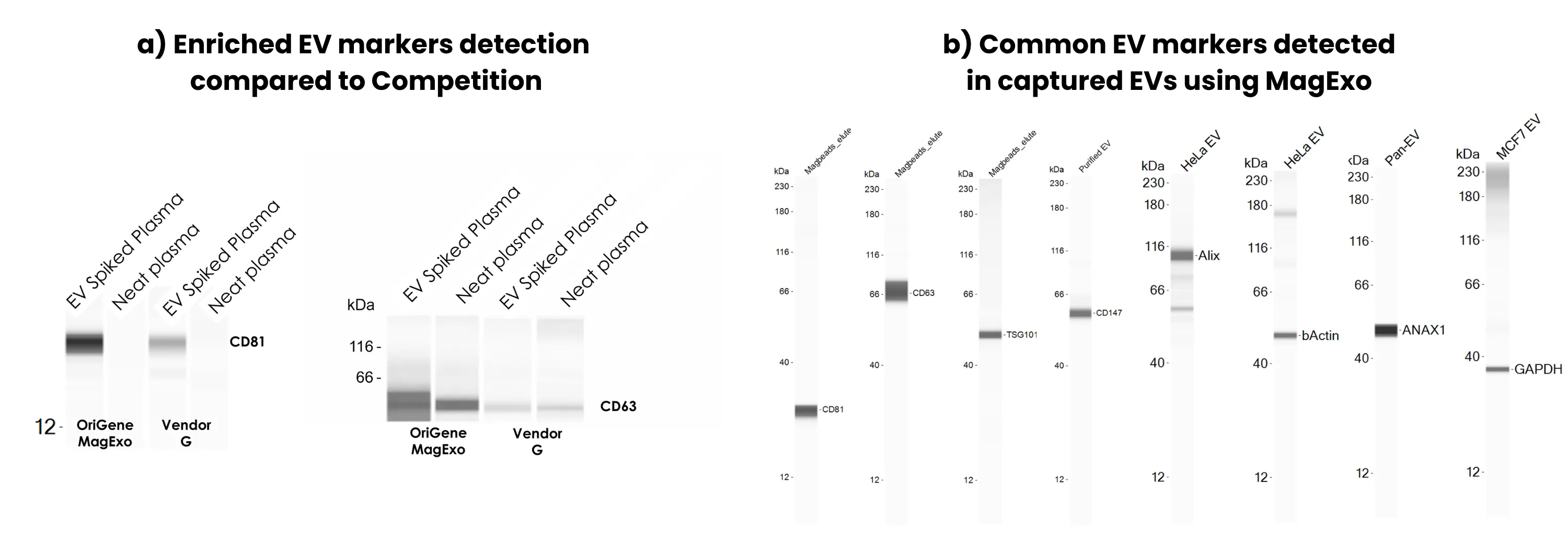 Simple Western detection of EV markers showing enriched CD81 and CD63 in MagExo