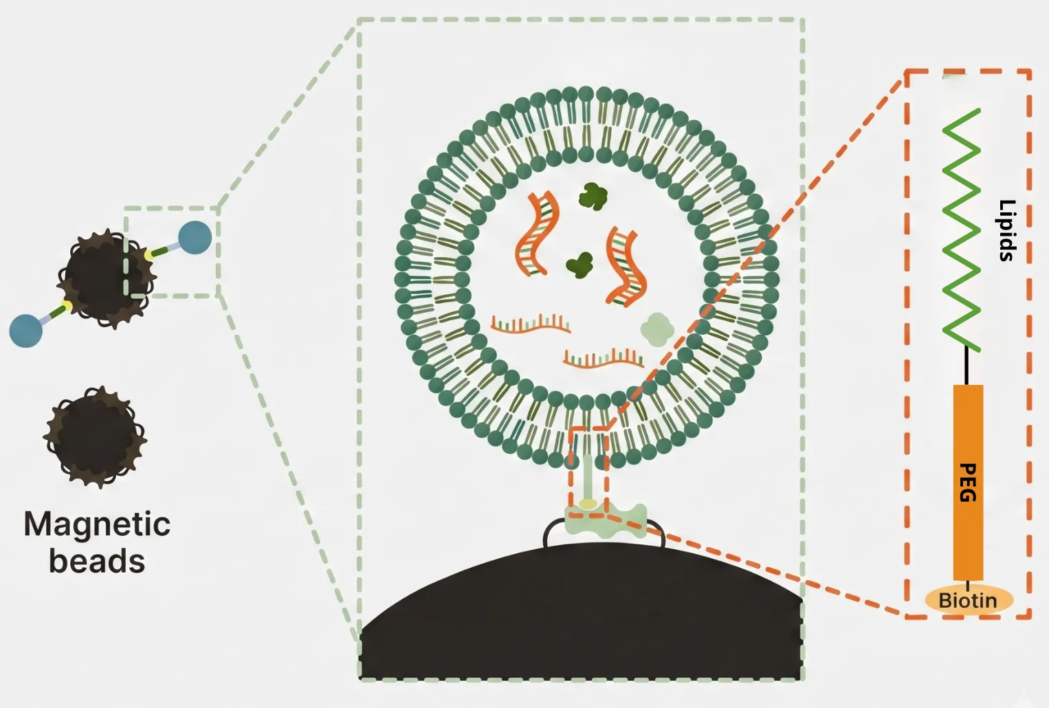 LNP-based EV isolation: magnetic beads coated with lipid probes integrate into the EV outer membrane via a lipid-PEG-biotin anchor