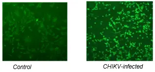 Immunofluorescent staining of VERO cells with DDX9100P-100