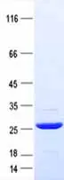 Purified recombinant protein of HIV-1 p24 Protein, with C-terminal His tag, expressed in E.coli (TP790122)
