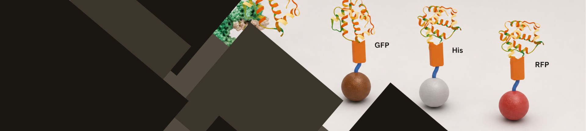 Anti-Tag & Fluorescence protein VHH