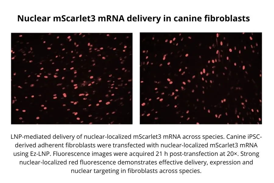 Nuclear mScarlet3 mRNA delivery in caninefibroblasts