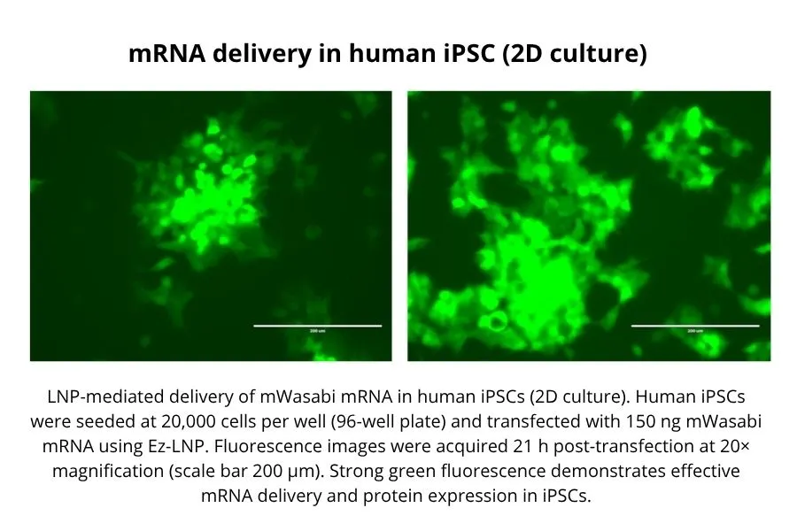 mRNA delivery in Human IPSC