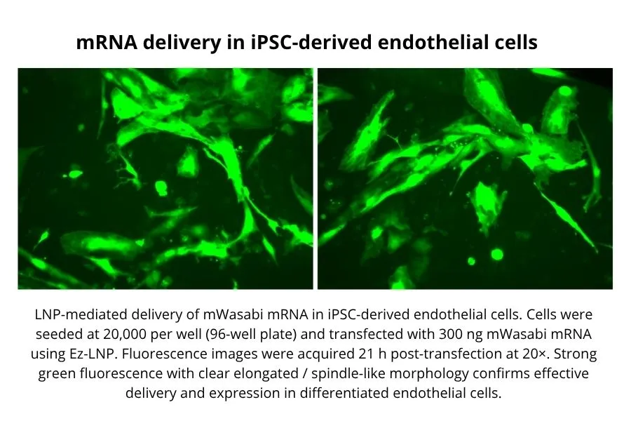 mRNA Delivery in IPSC-derived cells