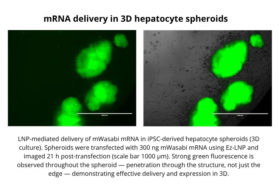 mRNA delivery in 3D hepatocyte spheroids
