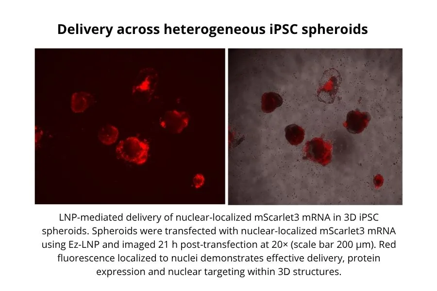 Delivery across heterogeneous iPSC spheroids