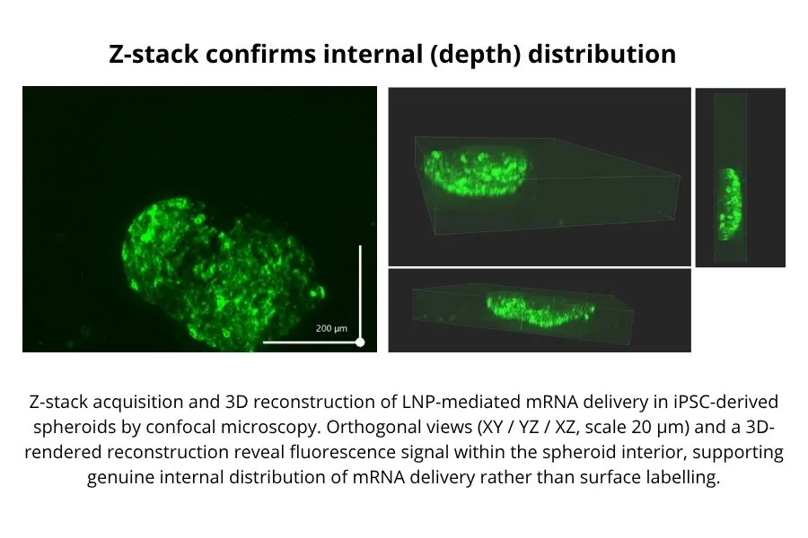 Z-stack confirms internal depth distribution