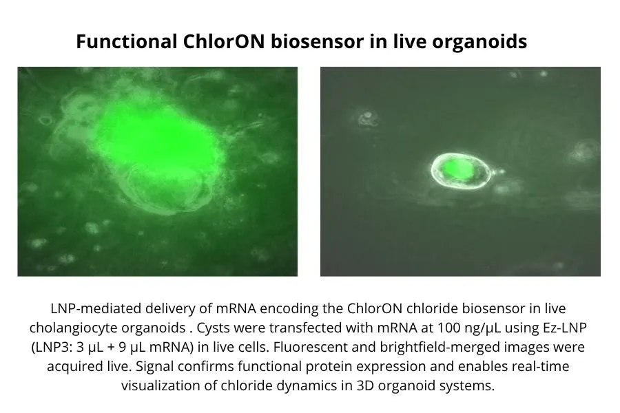 Functional ChlorON Biosensor in live organoids