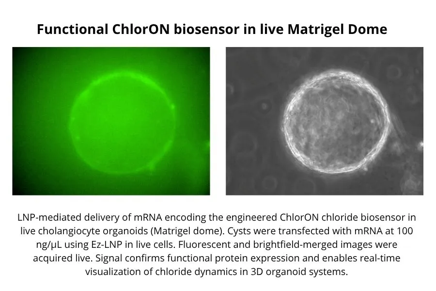 Functional ChlorON Biosensor in Live Matrigel Dome