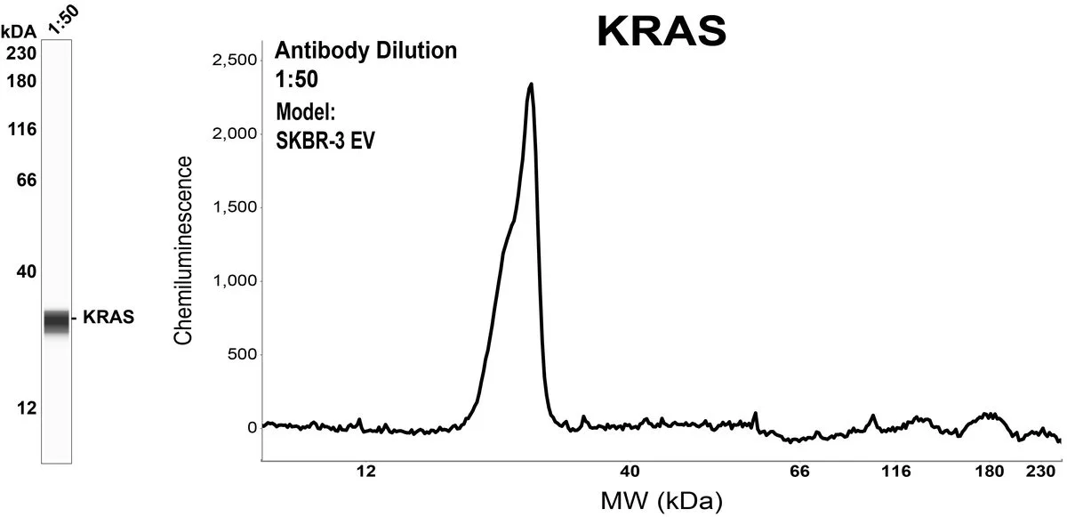 KRAS oncoprotein detected in EVs from SKBR-3 cells enriched by MagExo magnetic isolation