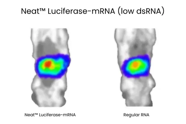 Neat Luc mRNA