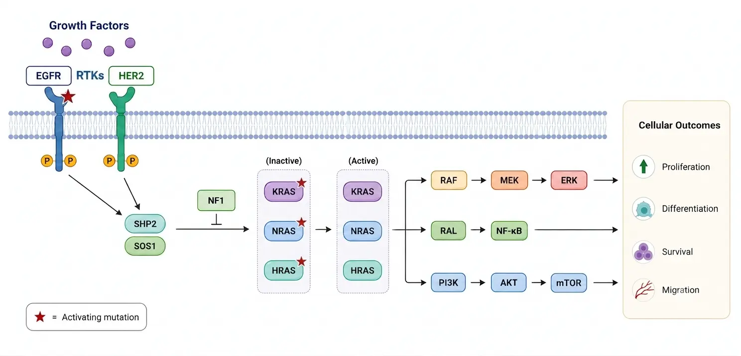 Pan-RAS pathway map