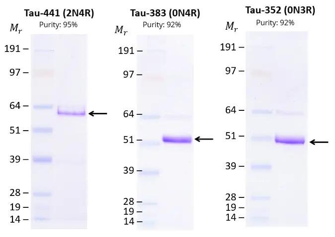 SDS-PAGE of HEK293-expressed 1N3R, 2N3R and 1N4R Tau proteins