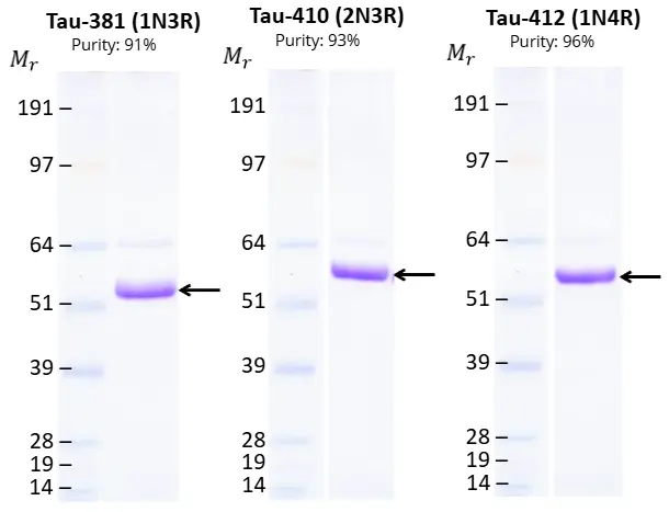 SDS-PAGE of HEK293-expressed 2N4R, 0N4R and 0N3R Tau proteins