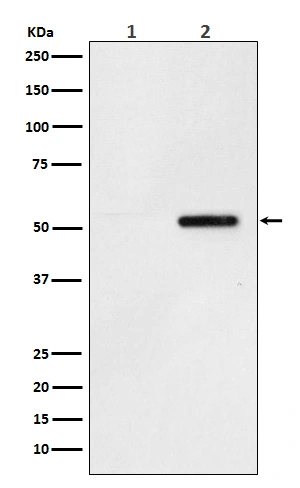WB pS324 in SH-SY5Y lysate