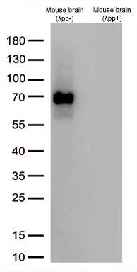 WB pT217 with and without phosphatase treatment
