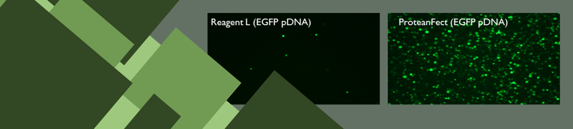 Struggling with Transfection?