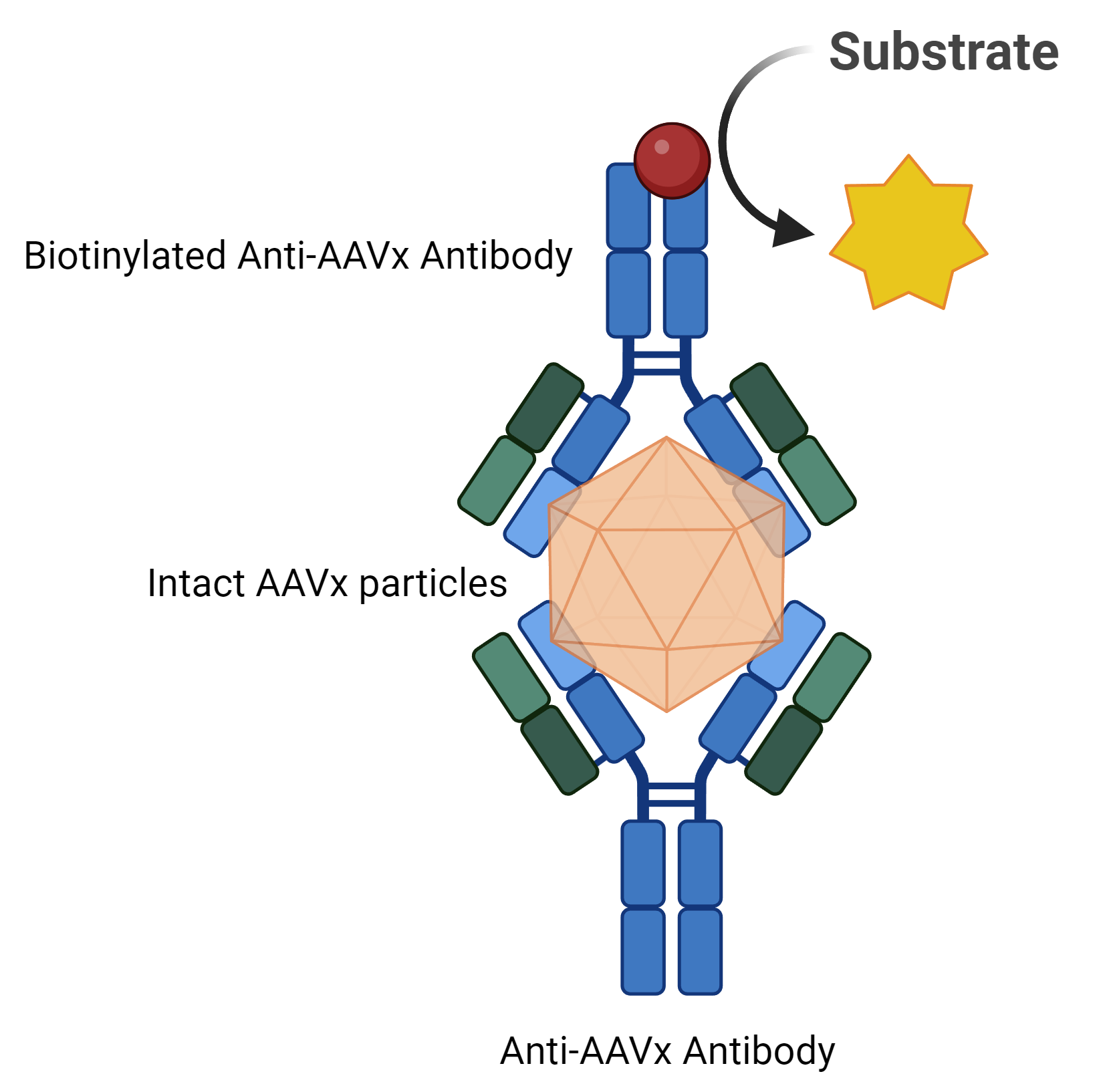 AAV Sandwich ELISA Kit