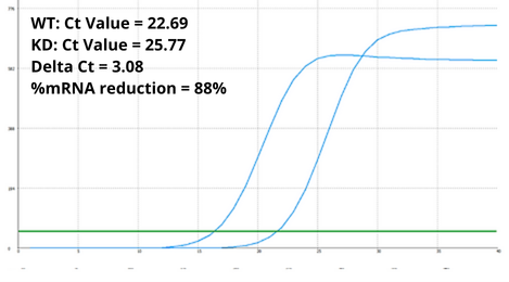 RT-qPCR analysis of total RNA extracted from WT and EGFR KD HeLa cells.
