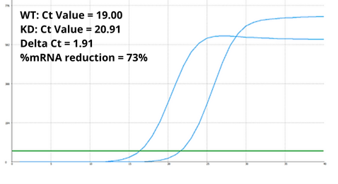 RT-qPCR analysis of total RNA extracted from WT and IDH1 KD HeLa cells.