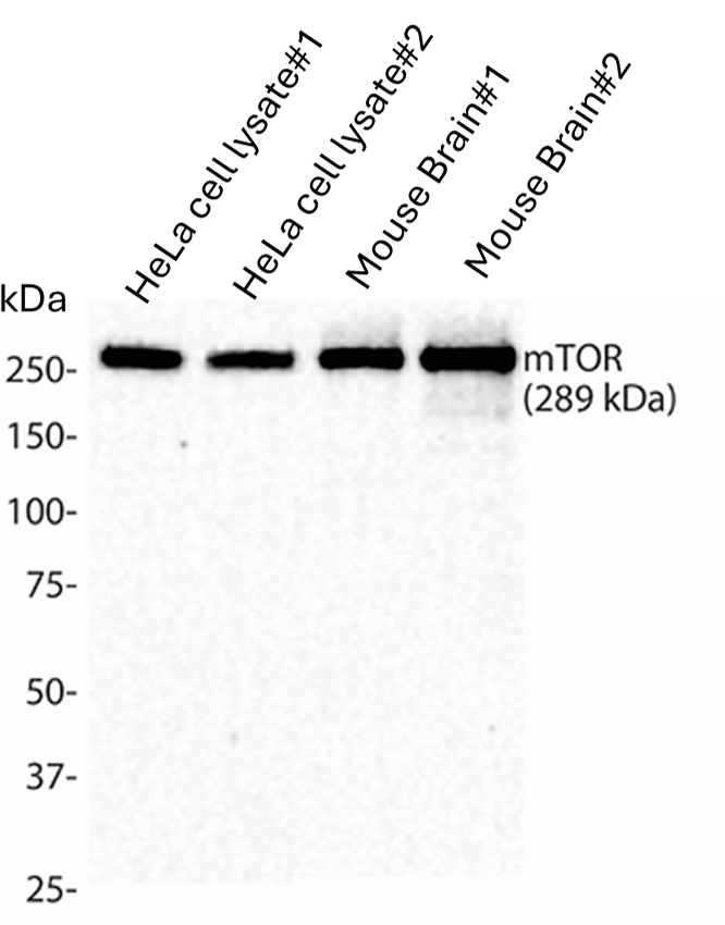 IntactProtein Cell Lysates