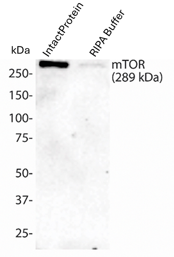 IntactProtein RIPA buffer comparison Image