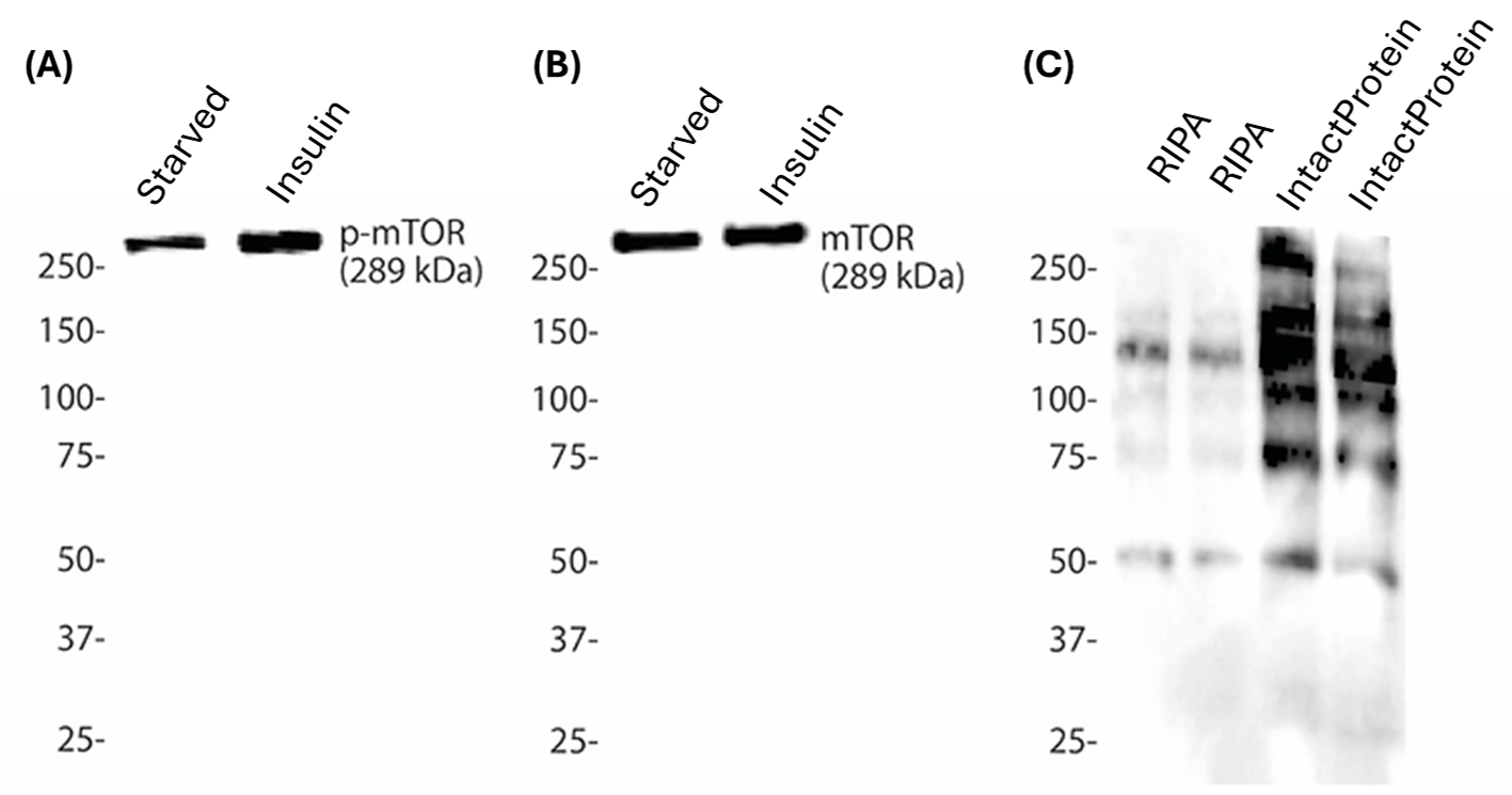 IntactProtein Lysis Buffer