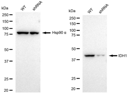 WB analysis of IDH1 expression in WT and IDH1 KD HeLa cell lysates using anti-IDH1 antibody. Hsp90 serves as a loading control