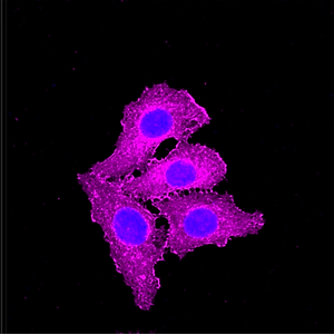 Immunocytochemical staining of HepG2 cells with IDH1 antibody. Nuclei: stained blue with DAPI; EGFR: stained magenta with Alexa Fluor® 647