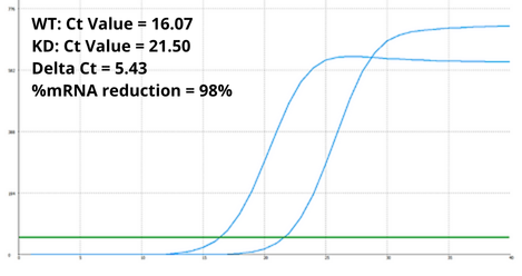 RT-qPCR analysis of total RNA extracted from WT and SOD2 KD HeLa cells.