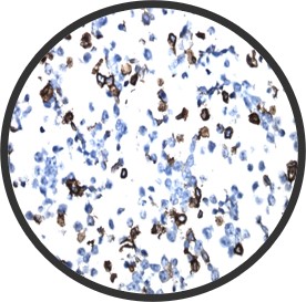Two different lots of ENPP1 CytoSections (TS409222P5) showed reproducible gene expression