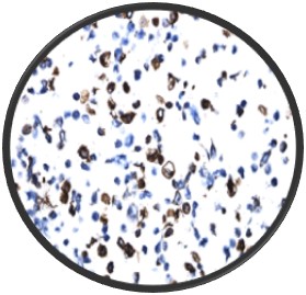 Two different lots of ENPP1 CytoSections (TS409222P5) showed reproducible gene expression