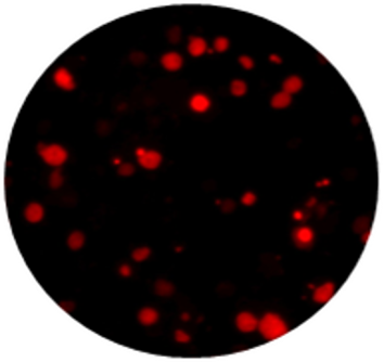 Anti-MAGEA3 Antibody