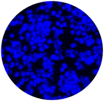 DAPI