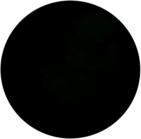 Anti-MAGEA3 Antibody
