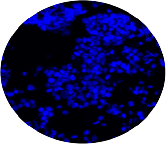 DAPI