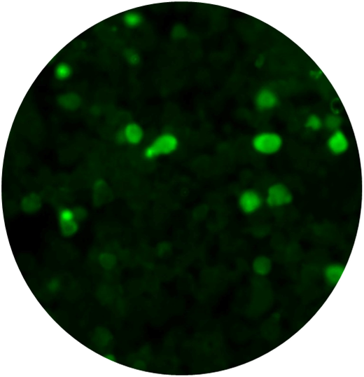 Anti-MAGEA3 Antibody