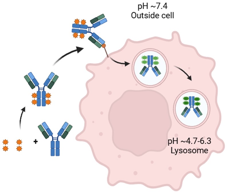 ADC Bioactivity