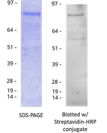 Site-specific Biotinylation