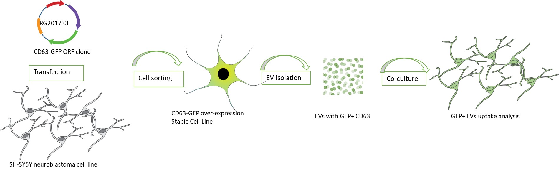 EV Isolation Efficient Uptake of Labeled EVs