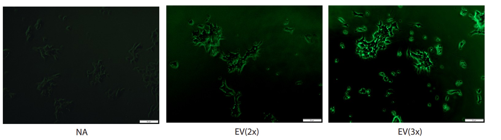 EV Isolation Efficient Uptake of Labeled EVs
