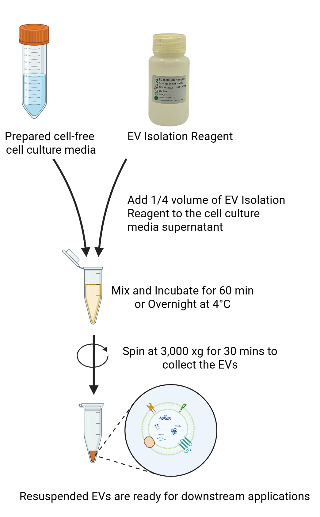 EV Isolation Reagent Image