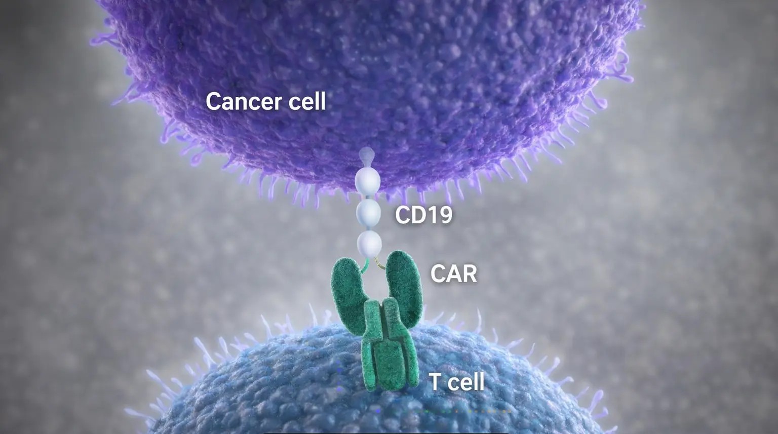CAR-T Targets
