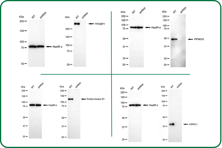 Western Blot Hero Image